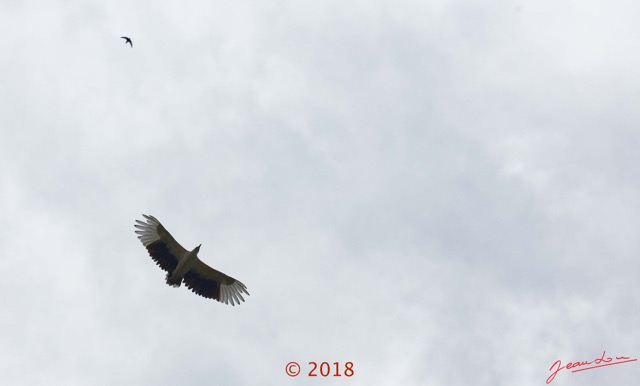 156 NYONIE 3 le Campement Oiseau Aves Accipitriformes Accipitridae Palmiste Africain Gypohierax angolensis en Vol 18E5K3IMG_180224126791_DxOwtmk.jpg