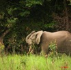 029 KESSALA Elephant Solitaire 8EIMG_25751wtmk.jpg
