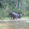 020 OSSELE Elephants IMG_2232WTMK.JPG