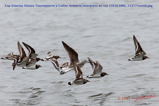 Cap-Esterias-Oiseau-Tournepierre-a-Collier-Arenaria-interpress-en-Vol-15E5K3IMG_113771wtmk-Web