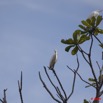 073 NYONIE Oiseau Heron Bubulcus Ibis 9E5K2IMG_54024wtmk.jpg