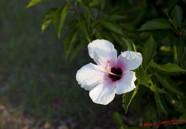 083 GOMBE Fleur Hibiscus Blanc 10E5K2IMG_61103wtmk.jpg