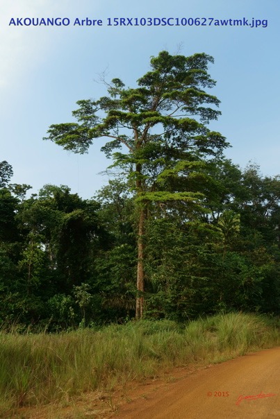 068 AKOUANGO Arbre 15RX103DSC100627awtmk.jpg