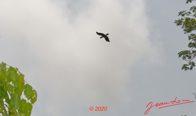 185 Piste Offoue-Alembe 05 Oiseau 067 Aves Bucerotiformes Bucerotidae Calao a Casque Noir Ceratogymna atrata en Vol 20E5M3IMG_200122154245_DxOwtmk 150k.jpg
