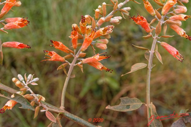 186 Piste Offoue-Alembe 05 Plante 113 Magnoliopsida Myrtales Combretaceae Combretum platypterum 20E5M3IMG_200122154258_DxOwtmk 150k.jpg