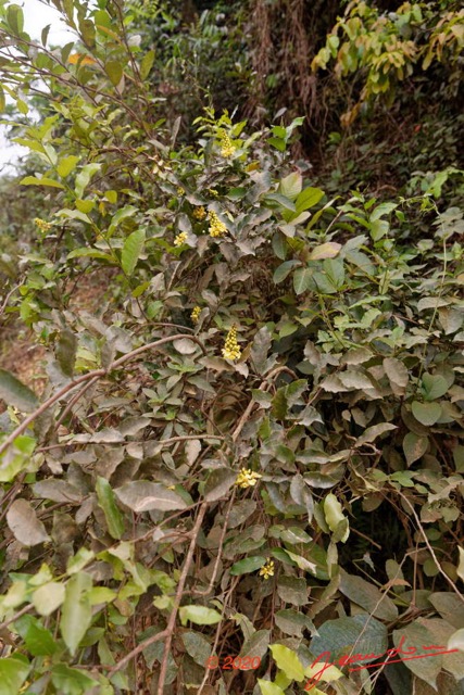 201 Piste Offoue-Alembe 05 Arbuste 129 Rosida Fabida Malpighiales Malpighiaceae Acridocarpus longifolius Possible 20E5M3IMG_200122154304_DxOwtmk 150k.jpg