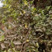 201 Piste Offoue-Alembe 05 Arbuste 129 Rosida Fabida Malpighiales Malpighiaceae Acridocarpus longifolius Possible 20E5M3IMG_200122154304_DxOwtmk 150k.jpg