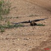 035 LA LOPE 6 Oiseau Cigogne de Abdim Ciconia abdimii 11E5K2IMG_67763wtmk.jpg