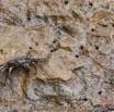 033 ARBORETUM Raponda-Walker 3 Arthropoda 003 Malacostraca Decapoda Grapsidae Crabe des Rochers Grapsus sp 19E80DIMG_190608140554_DxOwtmk 150k.jpg