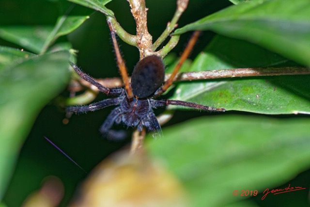 003 ARBORETUM Raponda-Walker 5 Arthropoda 006 Arachnida Araneae 19E5K3IMG_191102154563_DxOwtmk 150k.jpg