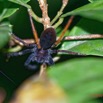 003 ARBORETUM Raponda-Walker 5 Arthropoda 006 Arachnida Araneae 19E5K3IMG_191102154563_DxOwtmk 150k.jpg