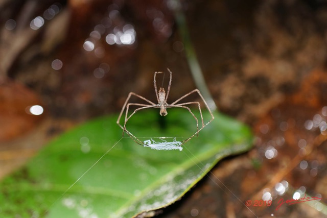 004 ARBORETUM Raponda-Walker 5 Arthropoda 007 Arachnida Araneae 19E5K3IMG_191102154597_DxOwtmk 150k.jpg