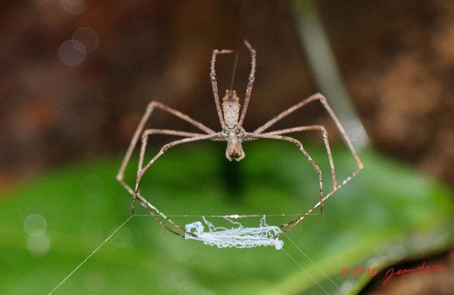 005 ARBORETUM Raponda-Walker 5 Arthropoda 007 Arachnida Araneae 19E5K3IMG_191102154597_DxO-1wtmk 150k.jpg