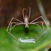 005 ARBORETUM Raponda-Walker 5 Arthropoda 007 Arachnida Araneae 19E5K3IMG_191102154597_DxO-1wtmk 150k.jpg
