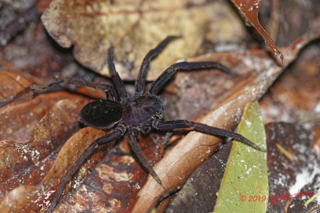 006 ARBORETUM Raponda-Walker 5 Arthropoda 008 Arachnida Araneae 19E5K3IMG_191102154602_DxOwtmk 150k.jpg