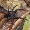 006 ARBORETUM Raponda-Walker 5 Arthropoda 008 Arachnida Araneae 19E5K3IMG_191102154602_DxOwtmk 150k.jpg