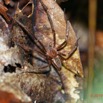 007 ARBORETUM Raponda-Walker 5 Arthropoda 009 Arachnida Araneae 19E5K3IMG_191102154607_DxOwtmk 150k.jpg