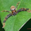 008 ARBORETUM Raponda-Walker 5 Arthropoda 010 Arachnida Araneae 19E5K3IMG_191102154613_DxOwtmk 150k.jpg