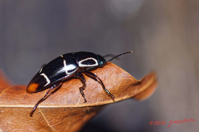 009 ARBORETUM Raponda-Walker 5 Insecta 023 Coleoptera Erotylidae 19E5K3IMG_191102154615_DxOwtmk 150k.jpg