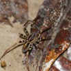 010 ARBORETUM Raponda-Walker 5 Arthropoda 011 Arachnida Araneae Ctenidae 19E5K3IMG_191102154621_DxOwtmk 150k.jpg
