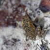 020 ARBORETUM Raponda-Walker 5 Chordata 002 Amphibia Anura Bufonidae Sclerophrys gracilipes Possible 19E5K3IMG_191102154685_DxOwtmk 150k.jpg