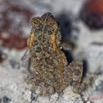021 ARBORETUM Raponda-Walker 5 Chordata 002 Amphibia Anura Bufonidae Sclerophrys gracilipes Possible 19E5K3IMG_191102154686_DxOwtmk 150k.jpg