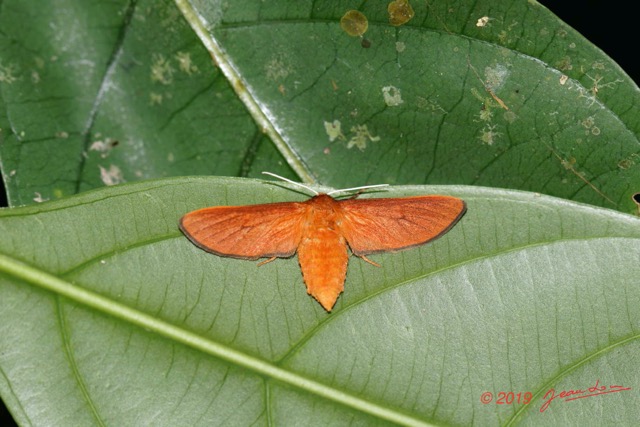 033 ARBORETUM Raponda-Walker 6 Insecta 026 Lepidoptera Arctiidae 19E80DIMG_191202144753_DxOwtmk 150k.jpg