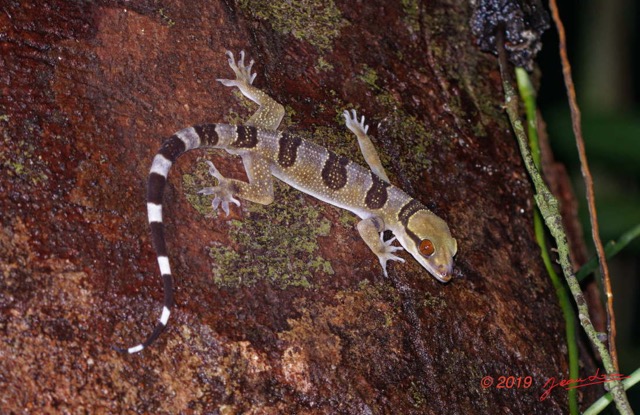 036 ARBORETUM Raponda-Walker 6 Reptilia 043 Squamata Gekkonidae Hemidactylus fasciatus 19E80DIMG_191202144758_DxO-1wtmk 150k.jpg