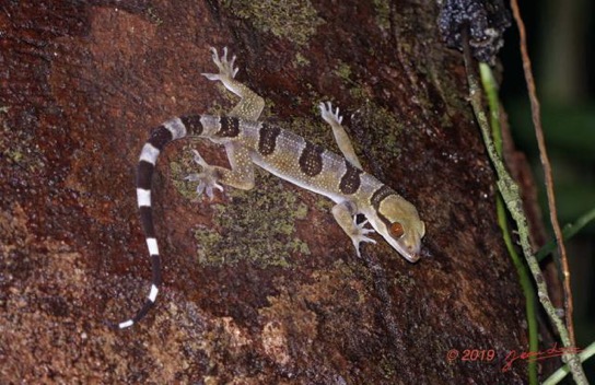 ARBORETUM Raponda-Walker 6 Reptilia 043 Squamata Gekkonidae Hemidactylus fasciatus 19E80DIMG_191202144758_DxO-1wtmk 61k-Web