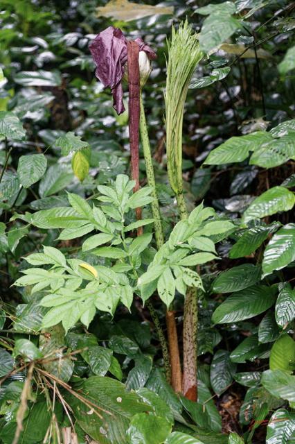 ARBORETUM de SIBANG 2 Plante 036 Liliopsida Alismatales Araceae Amorphophallus sp 19E5M3IMG_191026153160_DxOwtmk 68k-Web