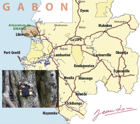 Carte-GABON-Arboretum-de-SIBANG-AT-Web