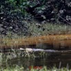 351 DJIDJI 1 Descente J4 le Lac Reptilia Crocodilia Crocodylidae Faux-Gavial Afrique Crocodylus cataphractus 18E5K3IMG_180929138456_DxO-1wtmk 150k.jpg