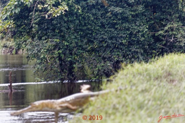 352 DJIDJI 1 Descente J4 le Lac Reptilia Crocodilia Crocodylidae Faux-Gavial Afrique Crocodylus cataphractus 18E5K3IMG_180929138458_DxOwtmk 150k.jpg