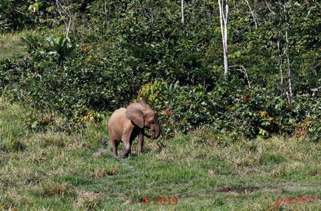 121 DJIDJI 1 Bai de LANGOUE 3 J7 Mammalia 018 Proboscidea Elephantidae Elephant de Foret Loxodonta cyclotis 18E80IMG_180929140287_DxOwtmk 150k.jpg