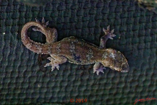 135 DJIDJI 1 Bai de LANGOUE 3 J7 Reptilia Squamata Gekkonidae Gecko Hemidactylus richardsonii 18E80IMG_180929140307_DxOwtmk 150k.jpg