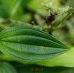 124 DJIDJI 1 Chutes 2 J6 la Piste Plante 028 Melastomataceae avec Fleur Violette 18E5K3IMG_180929138724_DxOwtmk 150k.jpg