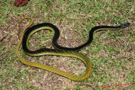 Serpent-24-DENDROASPIS-Jamesonii-8EIMG_18036WTMK-Web
