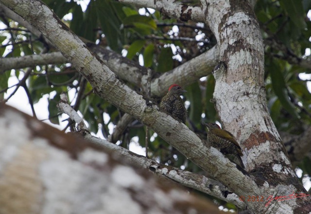040 Mission SAINTE-ANNE Oiseau Pic du Gabon Dendropicos gabonensis 12E5K2IMG_78226wtmk.jpg