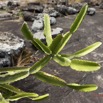 031 MIKAKA Arbuste Euphorbiaceae Euphorbia letestui 13E5K3IMG_94497wtmk.jpg