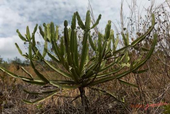 MIKAKA-Arbuste-Euphorbiaceae-Euphorbia-letestui-13E5K3IMG_94489wtmk-web