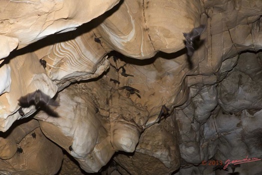 MIKAKA-la-Grotte-Parois-et-Chauves-Souris-13E5K3IMG_94765wtmk-Web