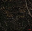 007 OSSELE Galago sp dans le Feuillage la Nuit 10E5K2IMG_64650wtmk.jpg