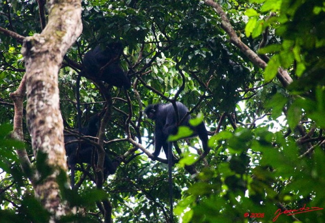 072 MIKONGO Primate Singe Colobe Noir Colobus satanas 8EIMG_19773wtmk.JPG