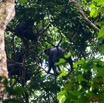 072 MIKONGO Primate Singe Colobe Noir Colobus satanas 8EIMG_19773wtmk.JPG