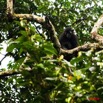 073 MIKONGO Primate Singe Colobe Noir Colobus satanas 8EIMG_19774wtmk.JPG