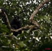 074 MIKONGO Primate Singe Colobe Noir Colobus satanas 8EIMG_19775wtmk.JPG