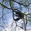 075 MIKONGO Primate Singe Colobe Noir Colobus satanas 8EIMG_19841wtmk.JPG