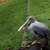 048 LOANGO 3 Hopital Schweitzer Oiseau Aves Pelican Gris Pelecanus rufescens 16E5K3IMG_121408_DxOwtmk.jpg