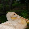 049 LOANGO 3 Hopital Schweitzer Oiseau Aves Pelican Gris Pelecanus rufescens 16E5K3IMG_121410_DxOawtmk.jpg