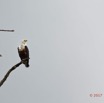 031 LOANGO 3 la Riviere REMBO NGOVE Oiseau Aves Accipitriformes Accipitridae Pygargue Vocifere Haliaeetus vocifer 16E5K3IMG_122065_DxOwtmk.jpg